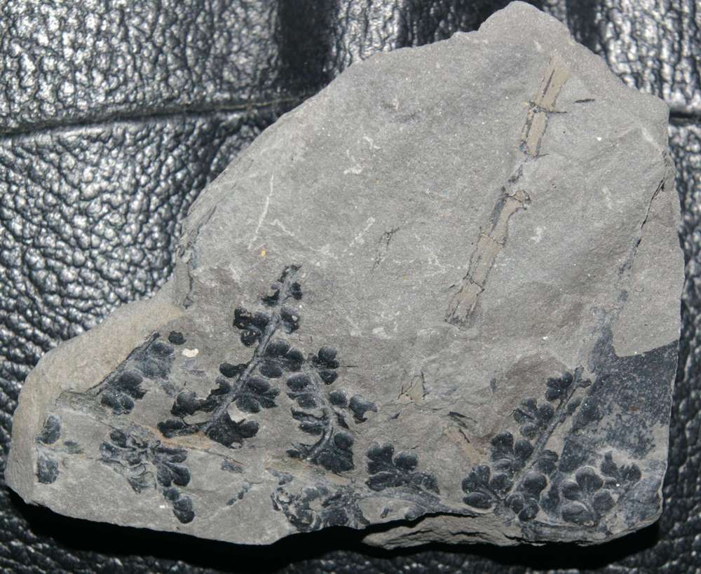 Eusphenopteris sp