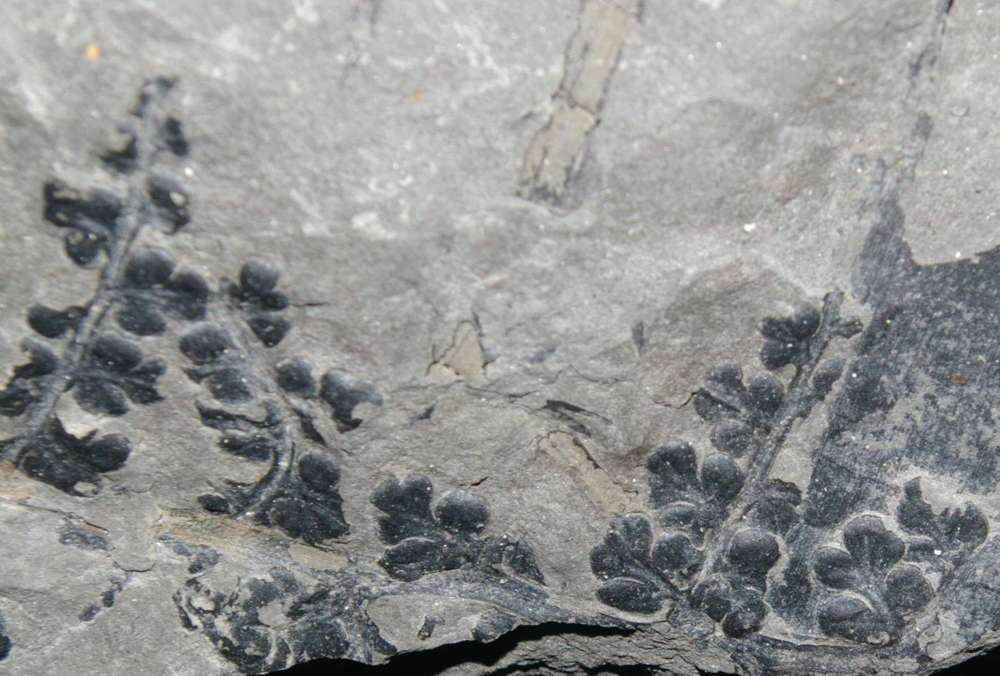 Eusphenopteris sp