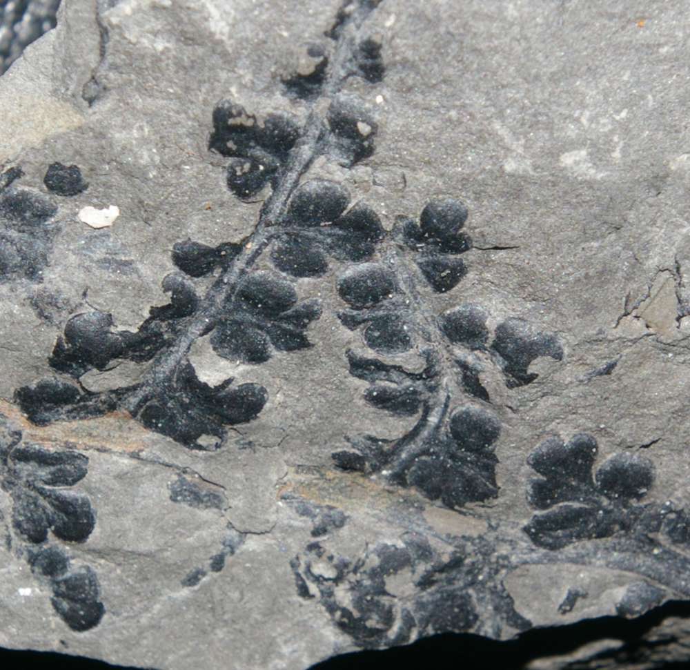 Eusphenopteris sp