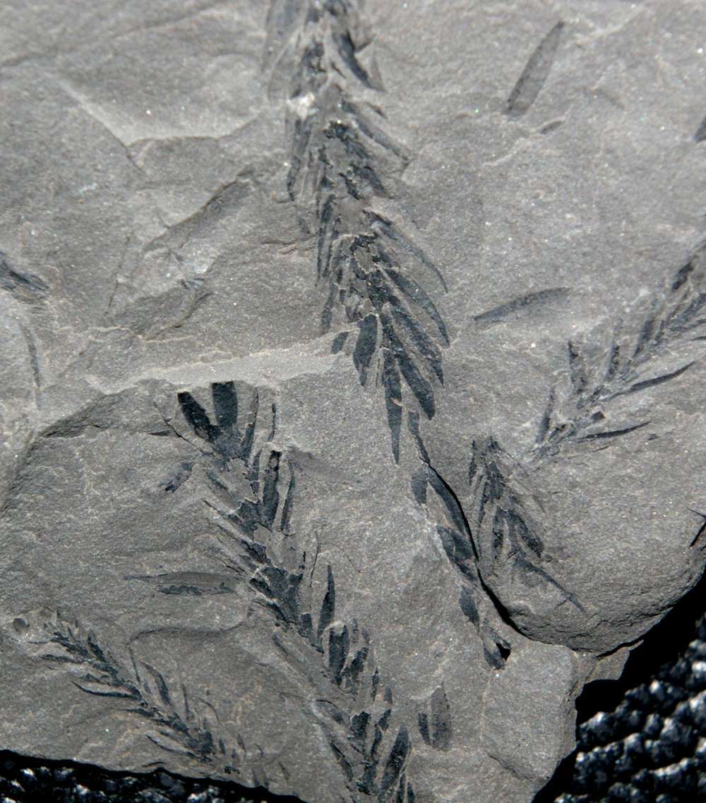 Bothrodendron minutifolium