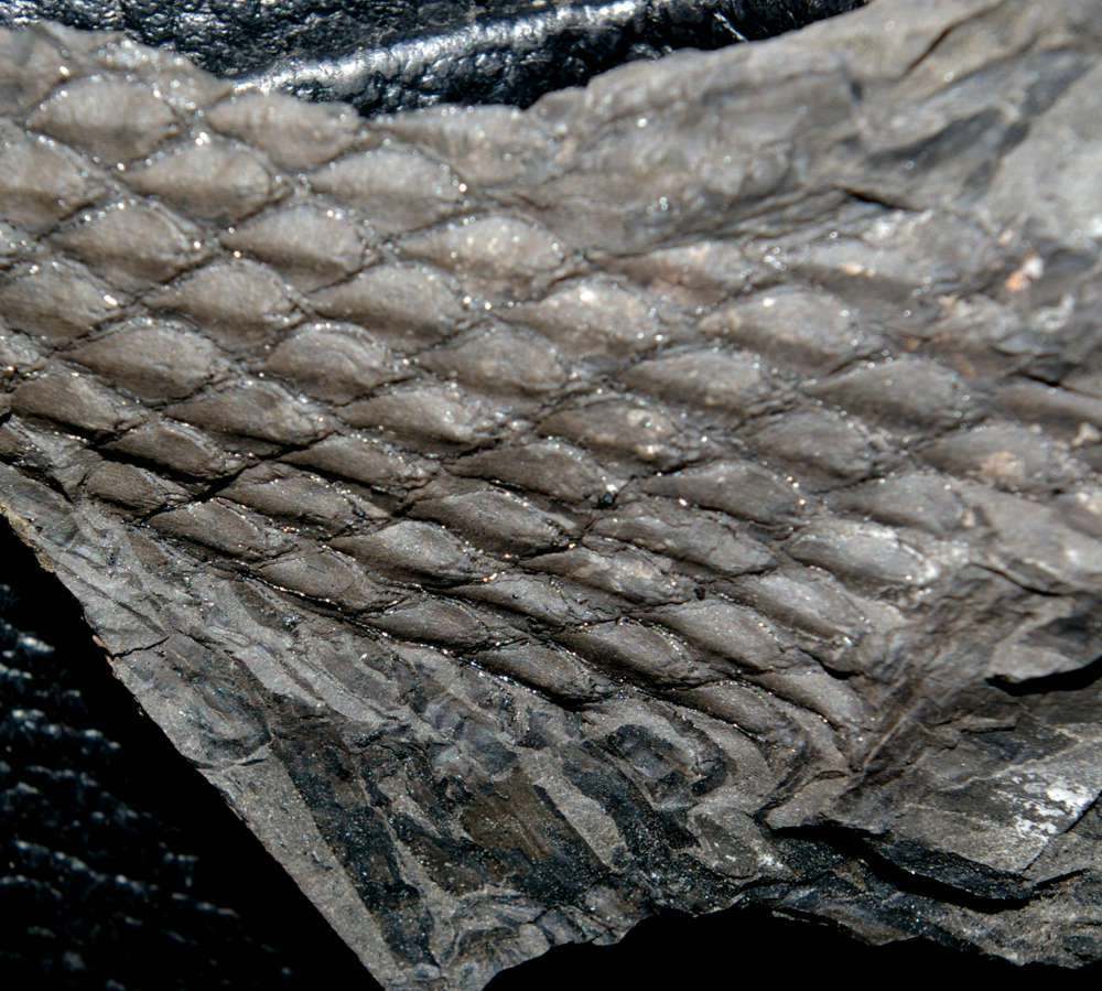 Lepidodendron lycopodioides