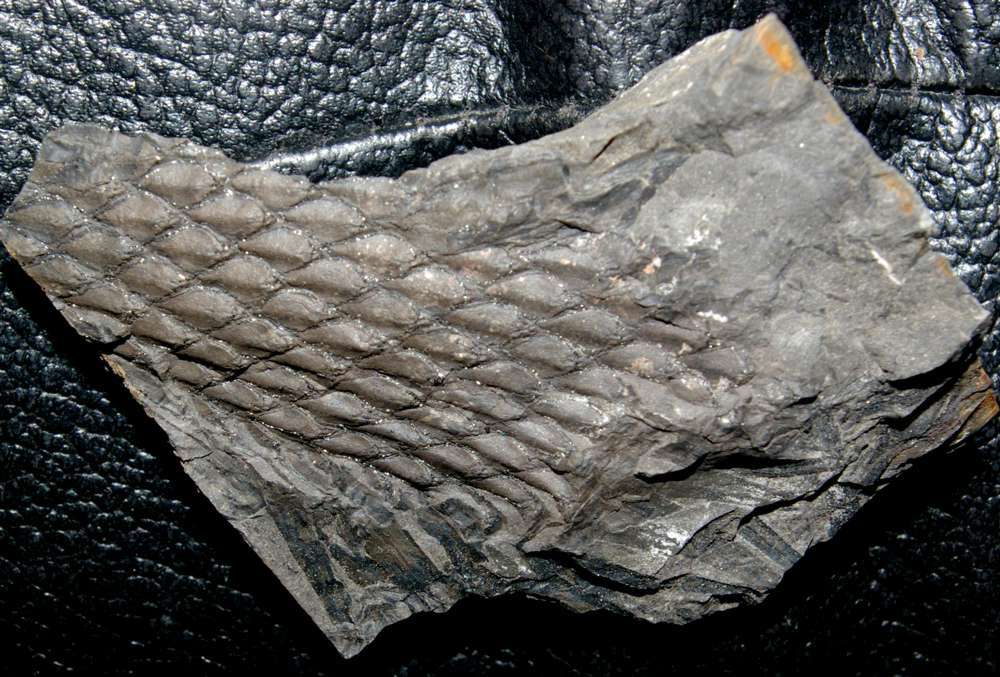 Lepidodendron lycopodioides