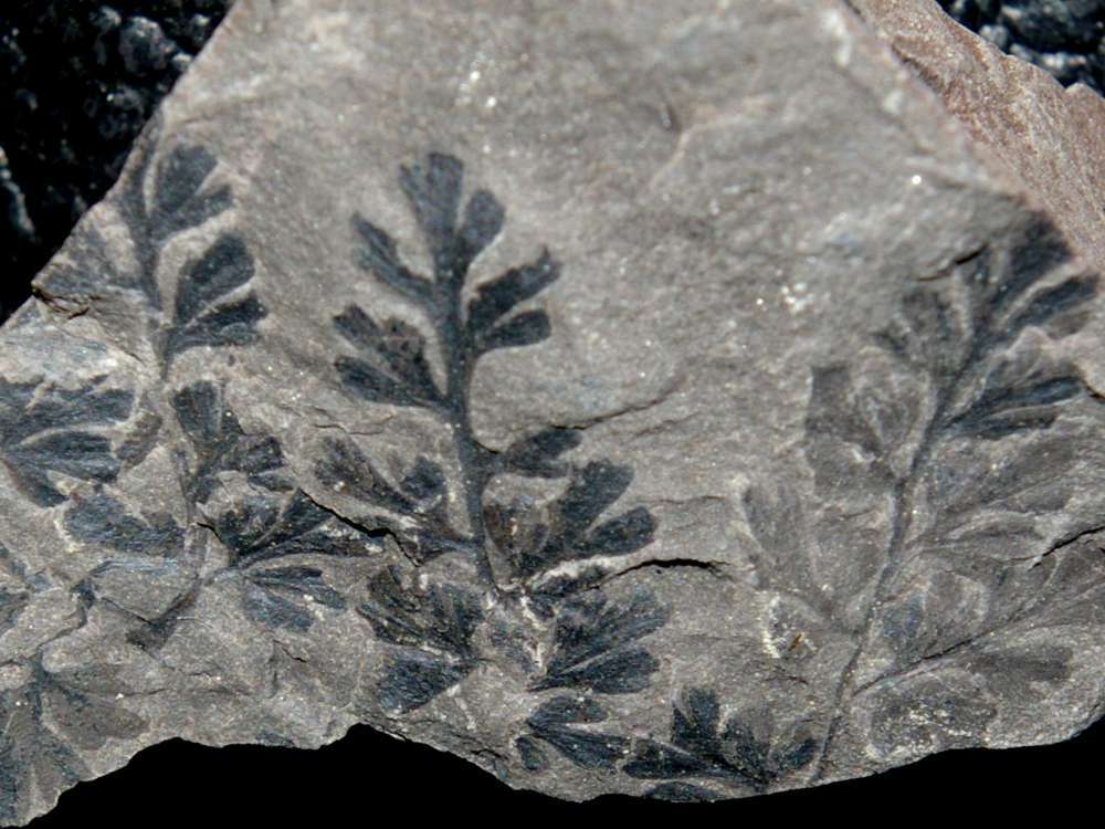 Carboniferous fossil plant