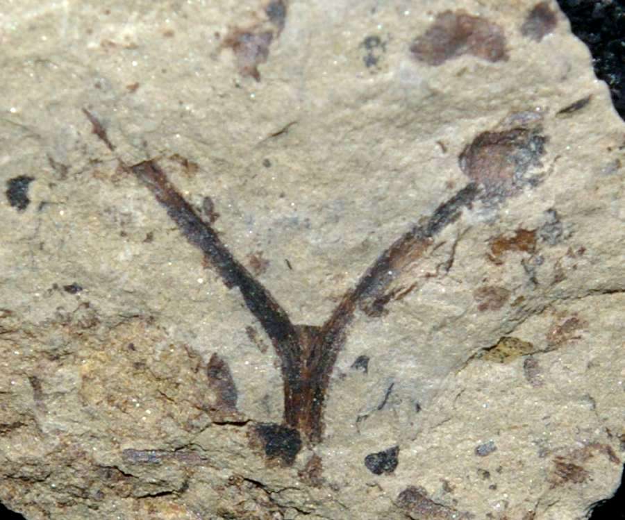 Cooksonia
