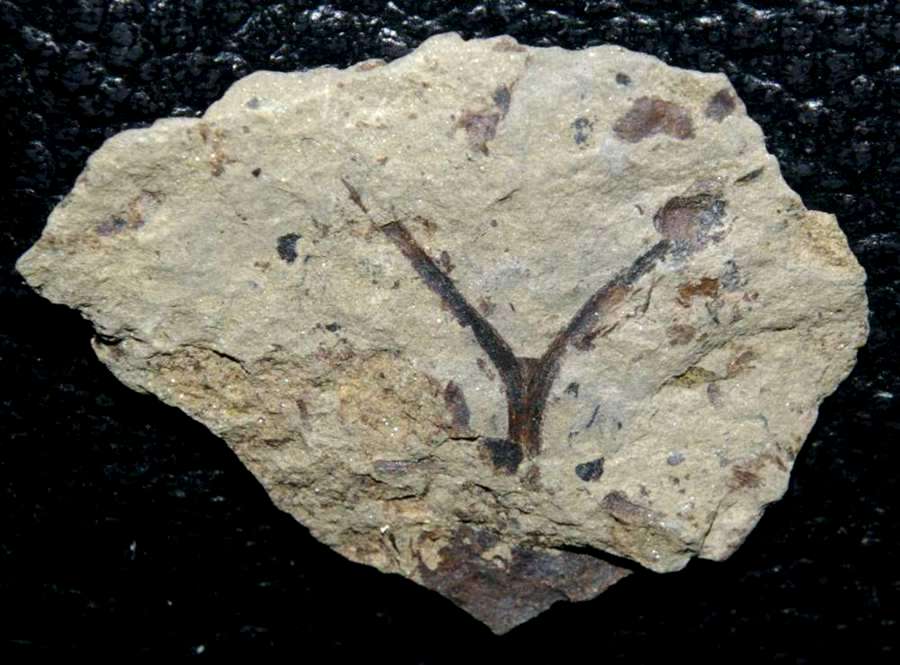 Cooksonia