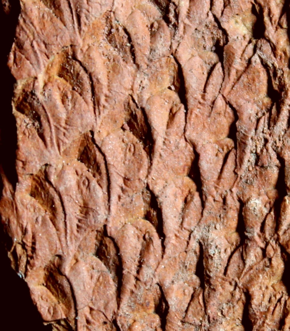 Lepidodendron 