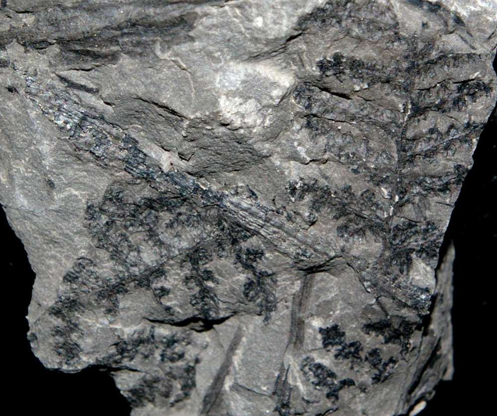 Carboniferous fossil plant
