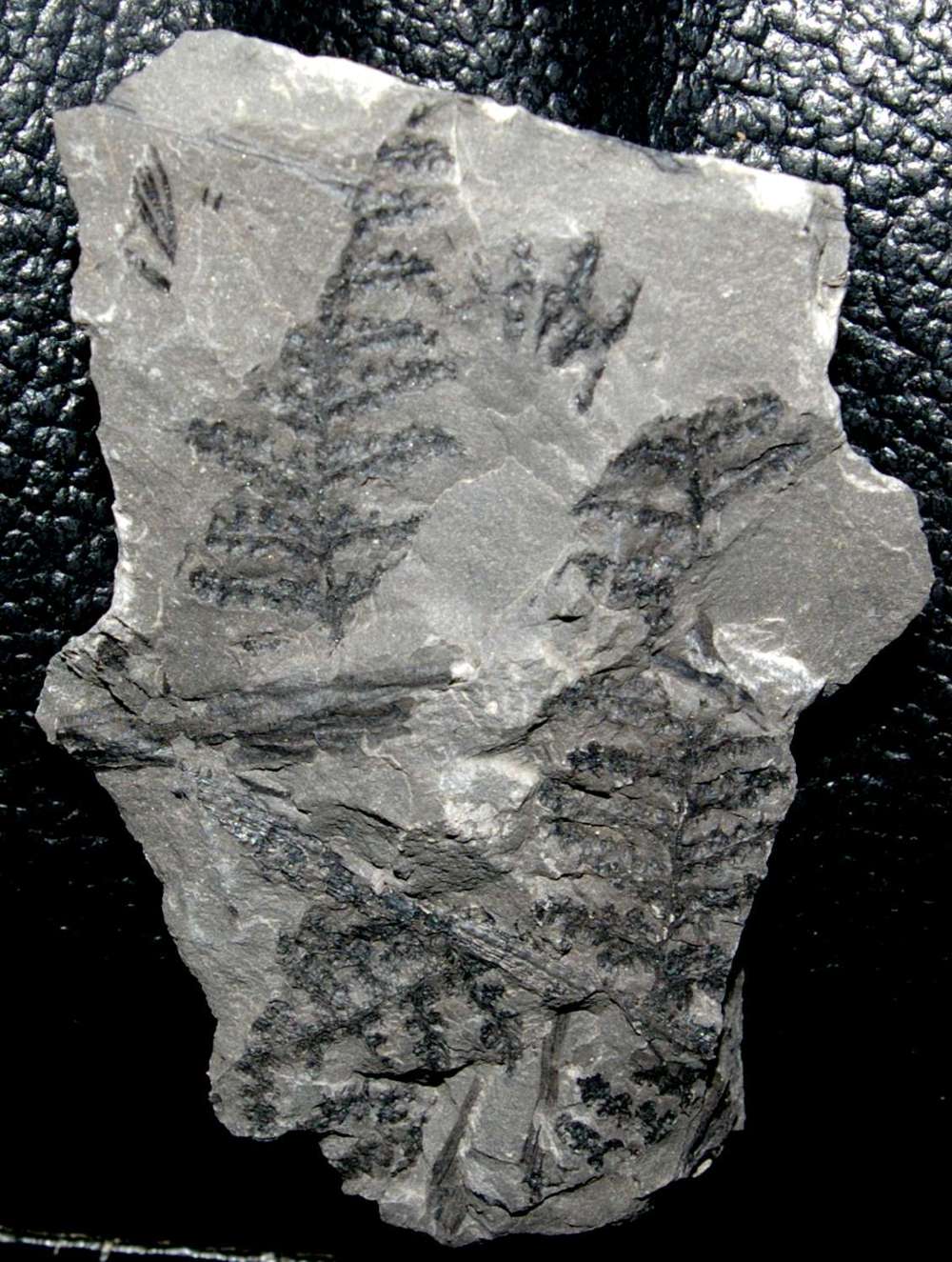 Pecopteris Dyotheca aspera