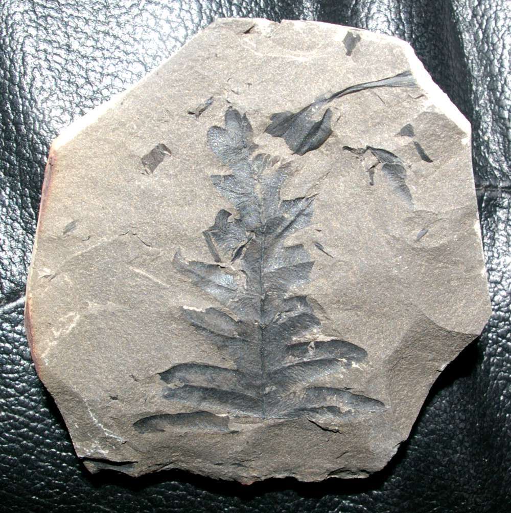 Lonchopteris sp