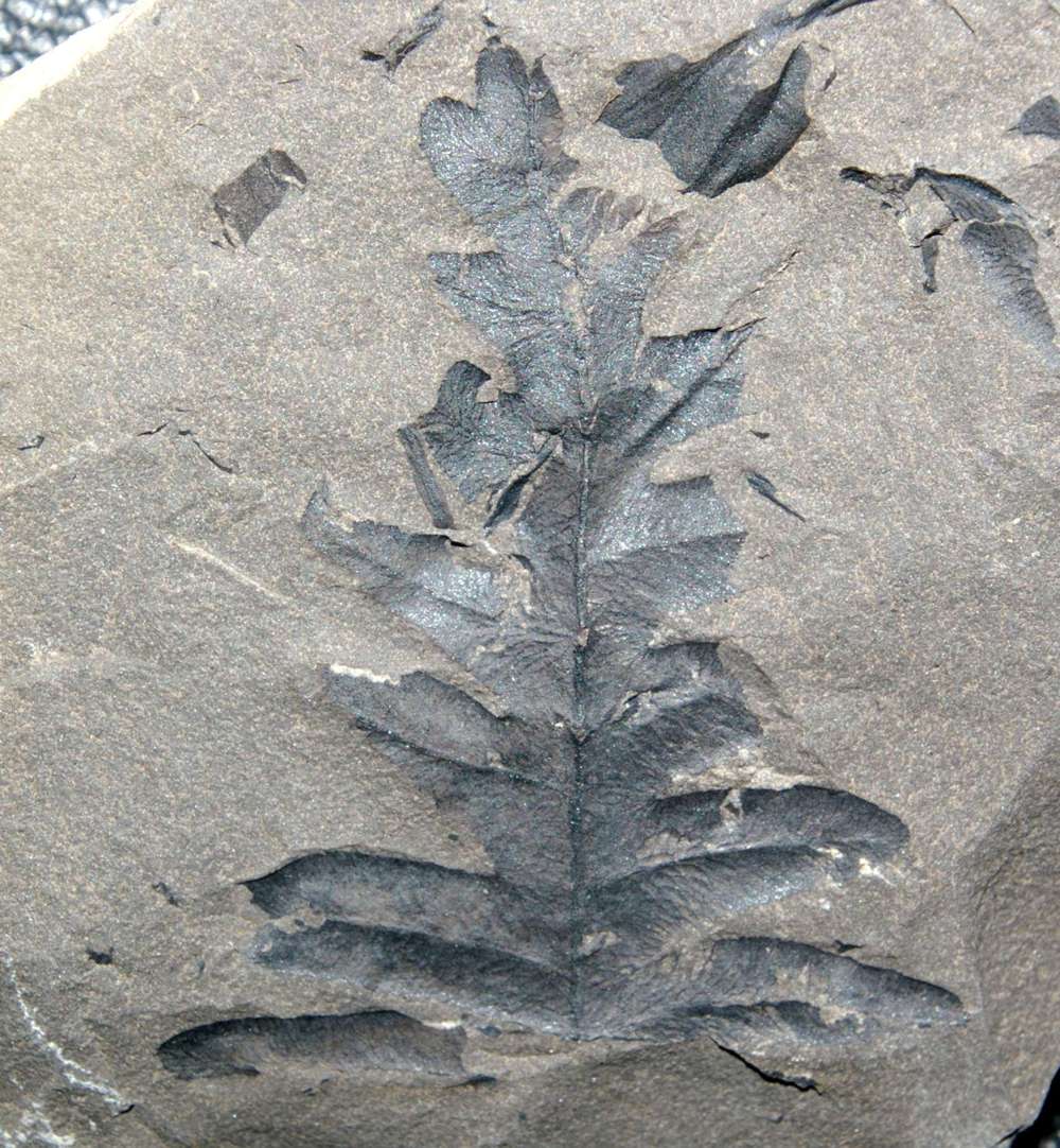 Pecopteris Dyotheca aspera