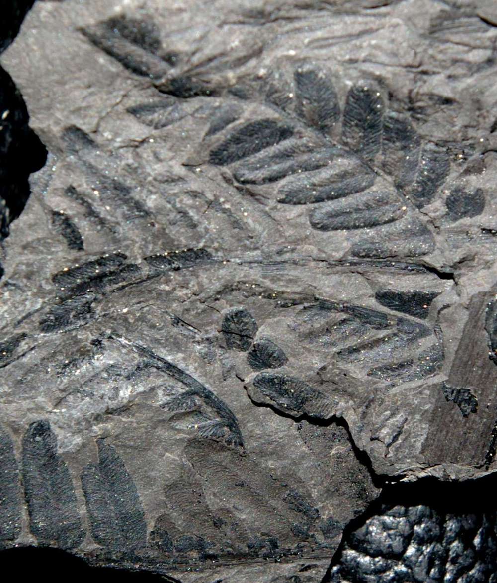 Neuralethopteris