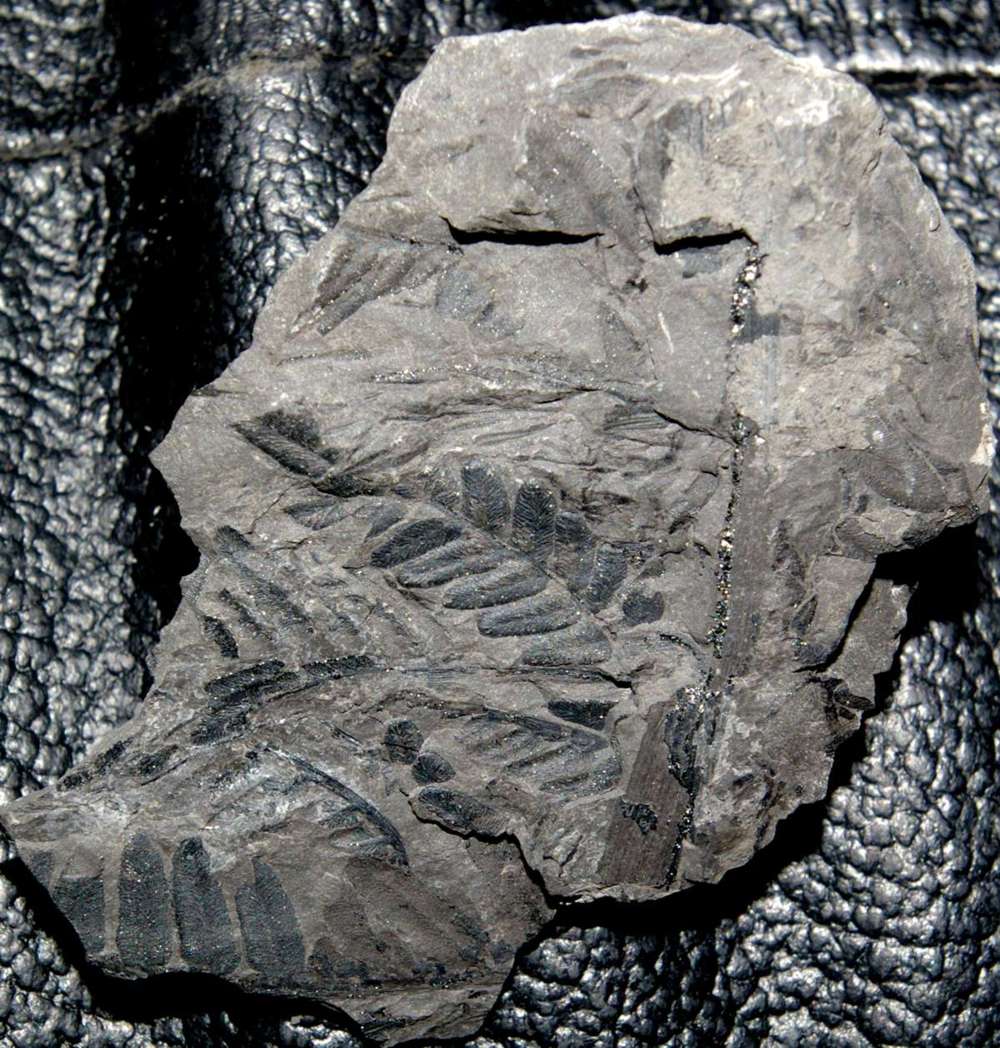 Neuralethopteris