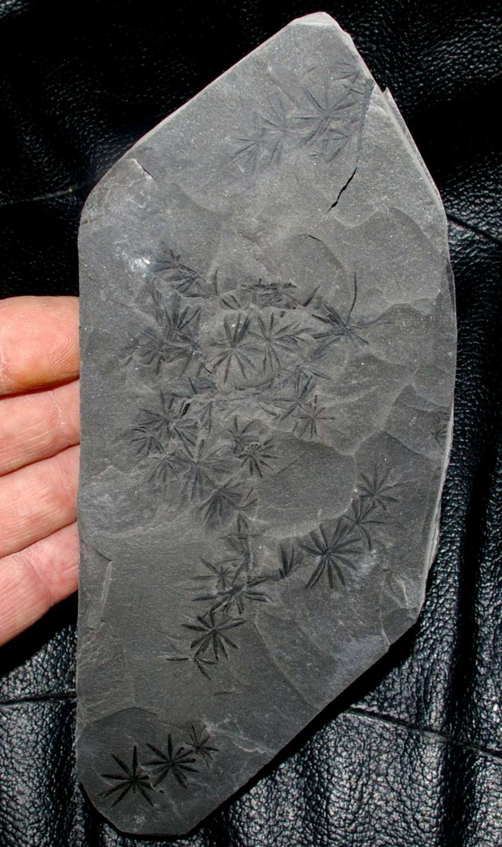 Annularia