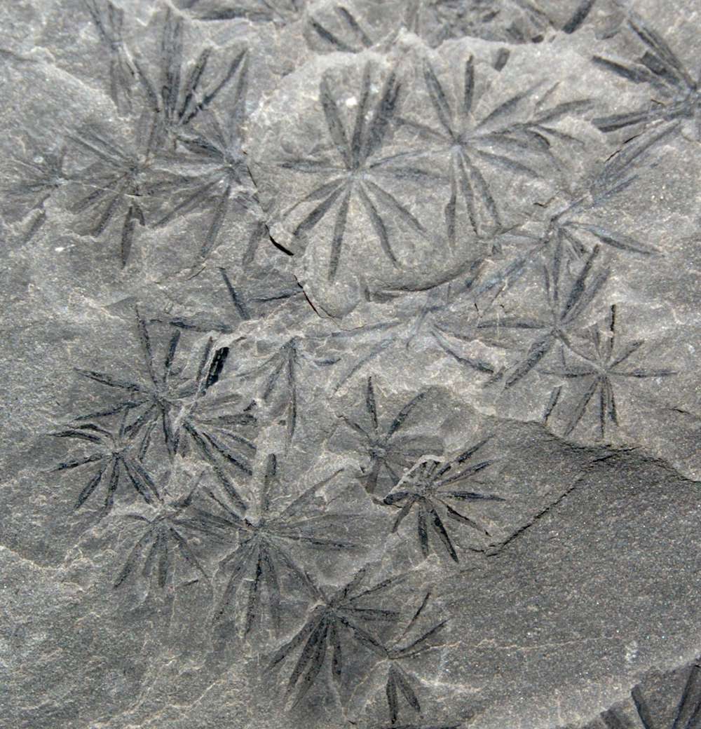 Annularia
