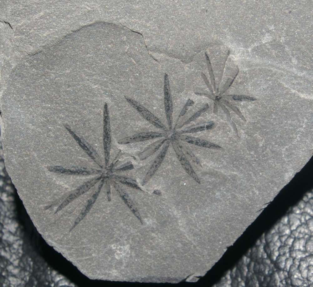 Annularia
