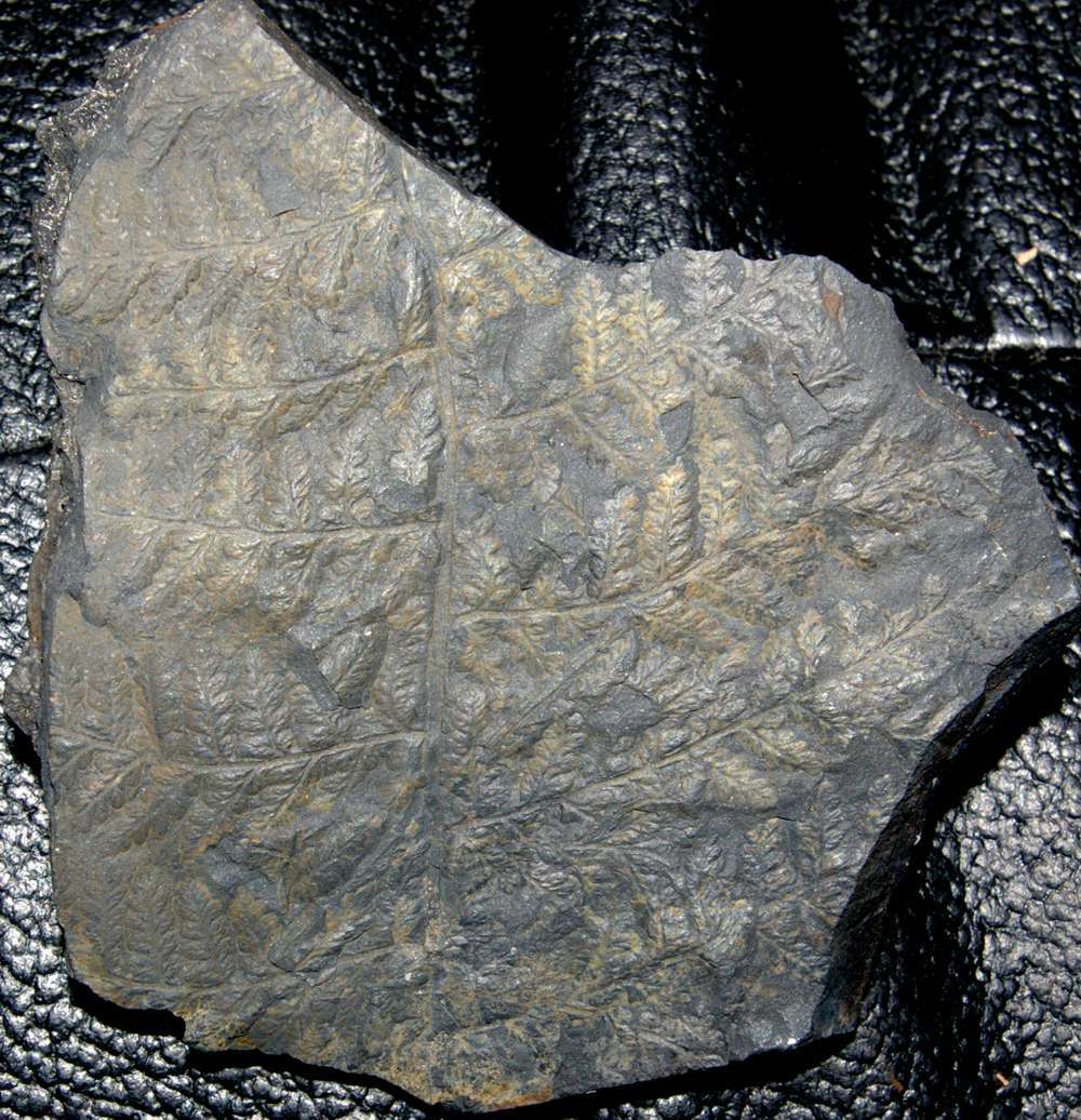 Sphenopteris