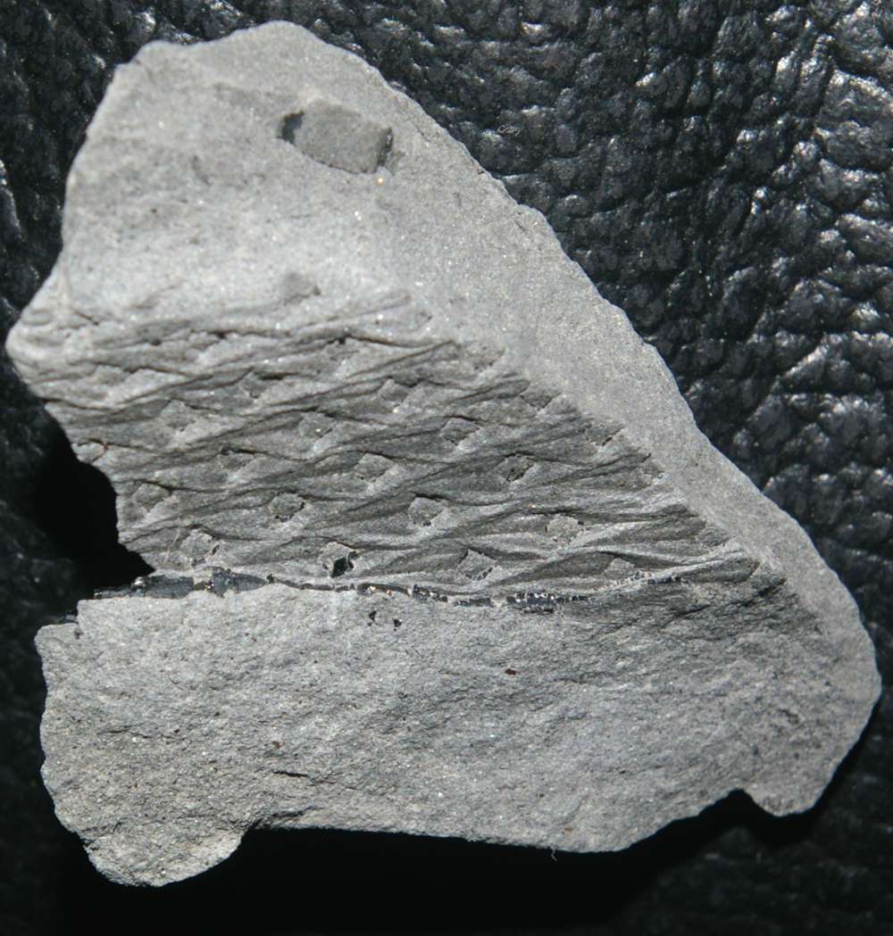 Lepidodendron lanceolatum