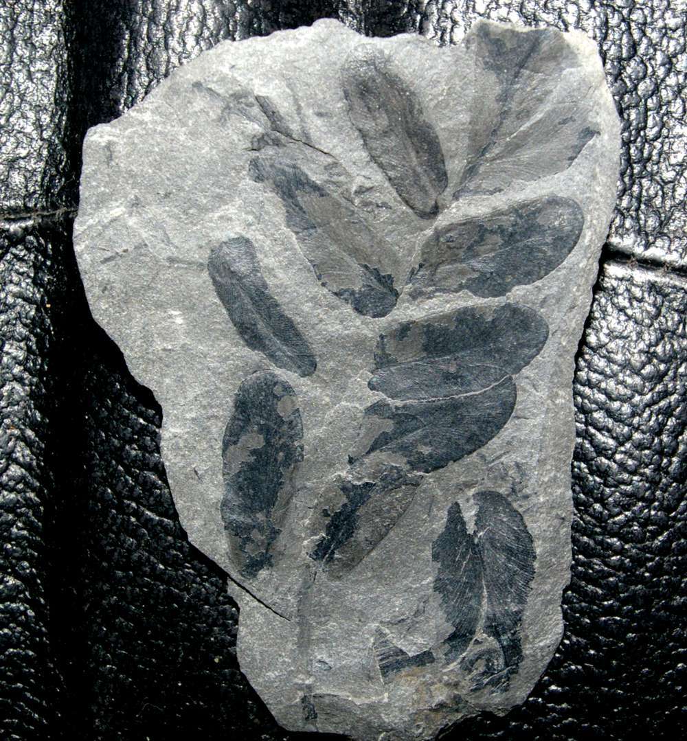 Paripteris gigantea