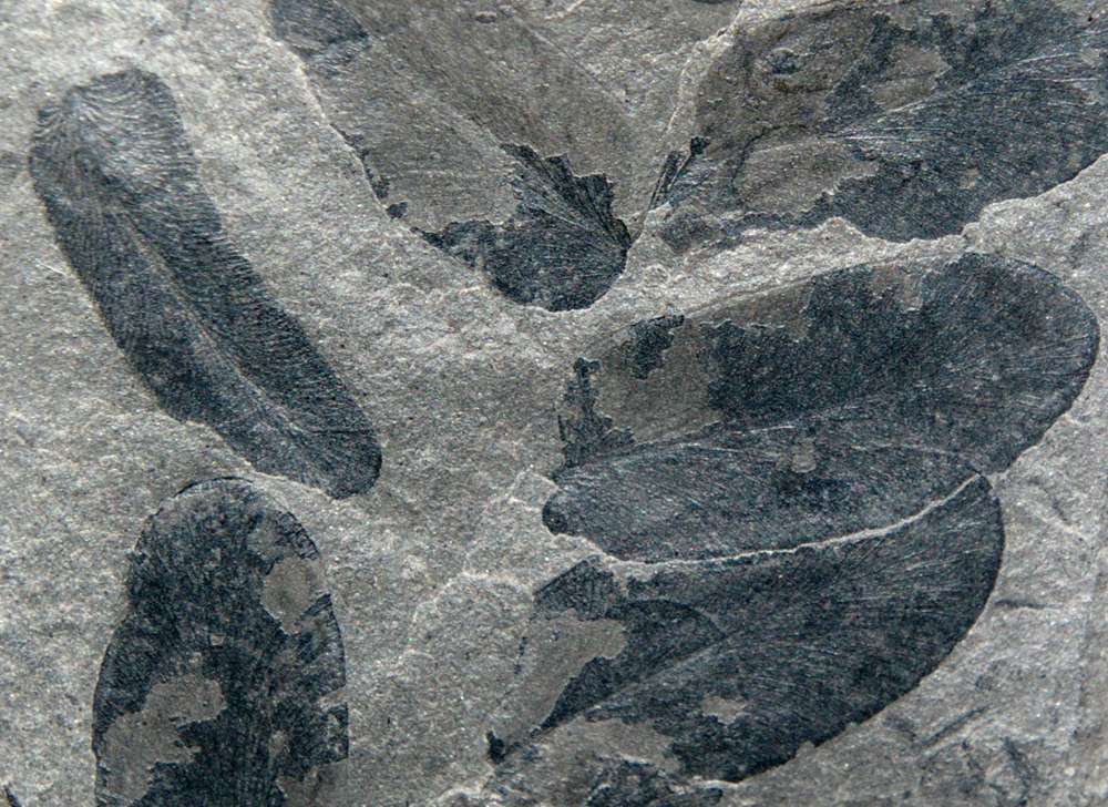 Paripteris gigantea