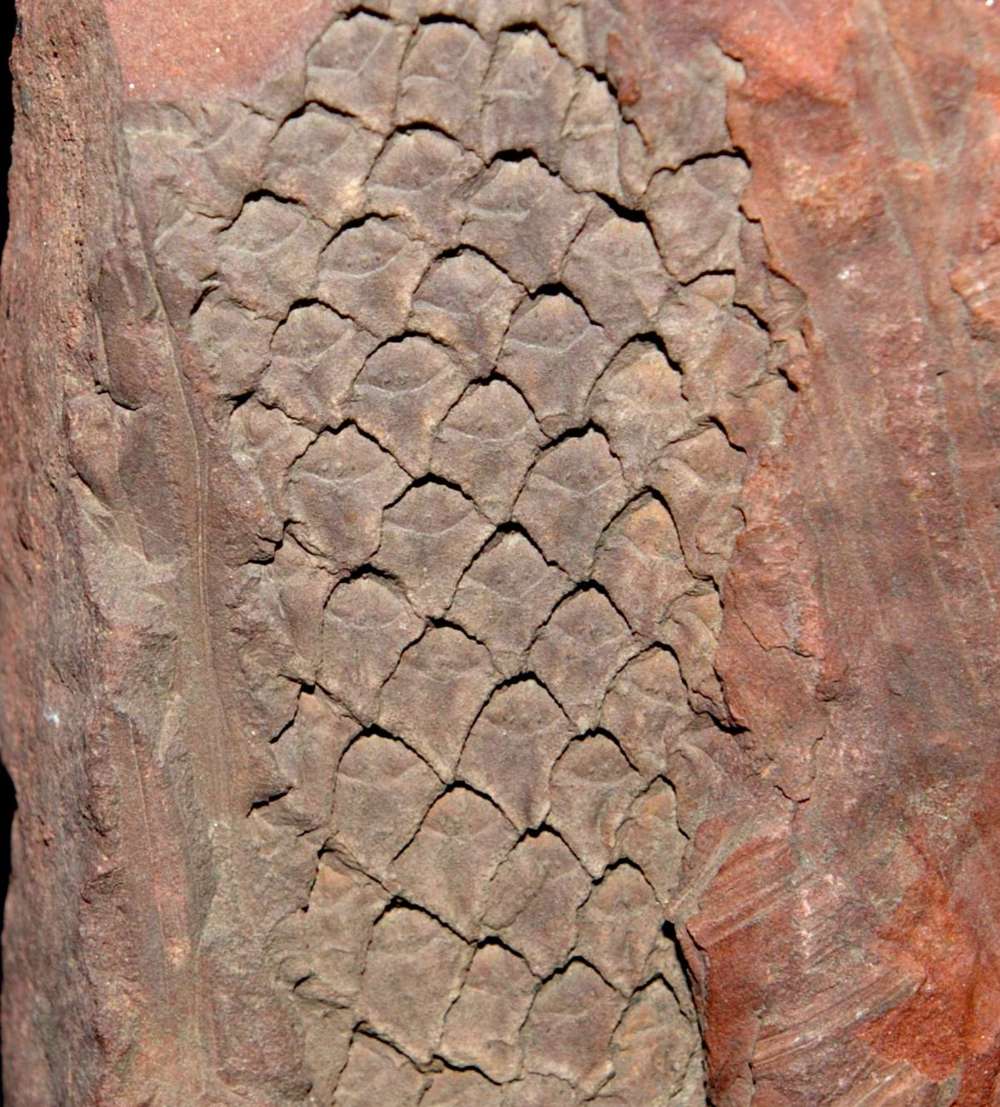 Lepidophloios