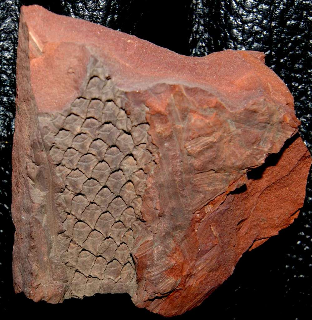 Lepidophloios