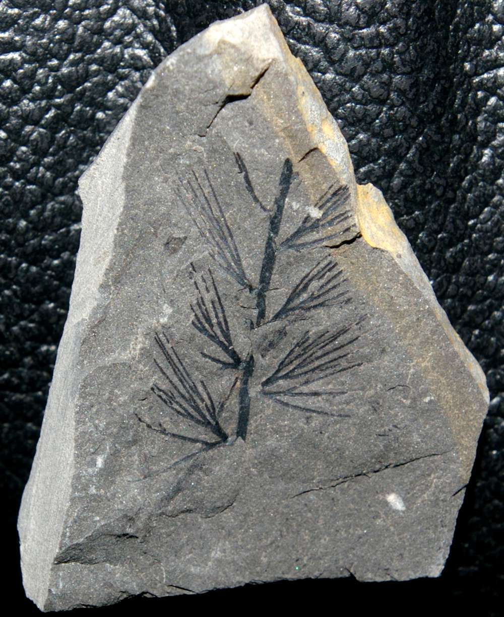 Rhodeopteridium (Sphenopteris) subpetiolatum