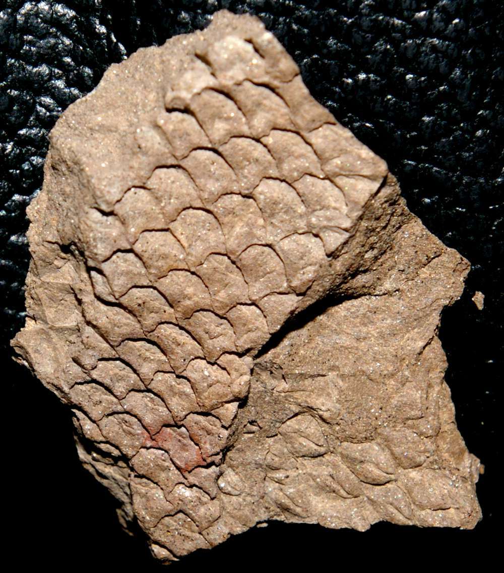 Lepidophloios