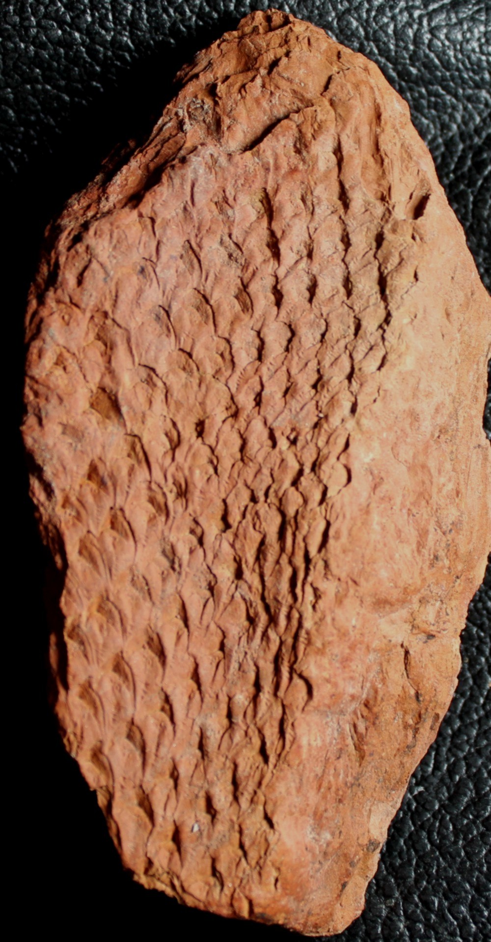 Lepidodendron  
