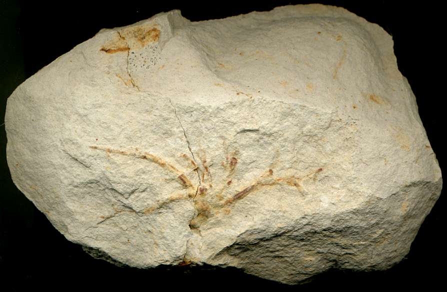 Cretaceous fossil plant