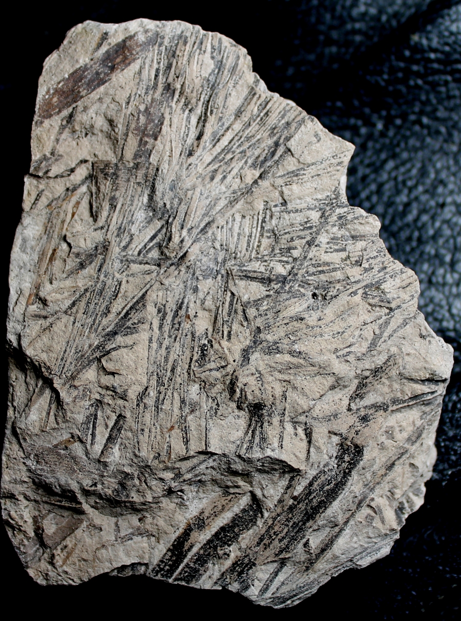Czekanowskia rigida Jurassic fossil plant