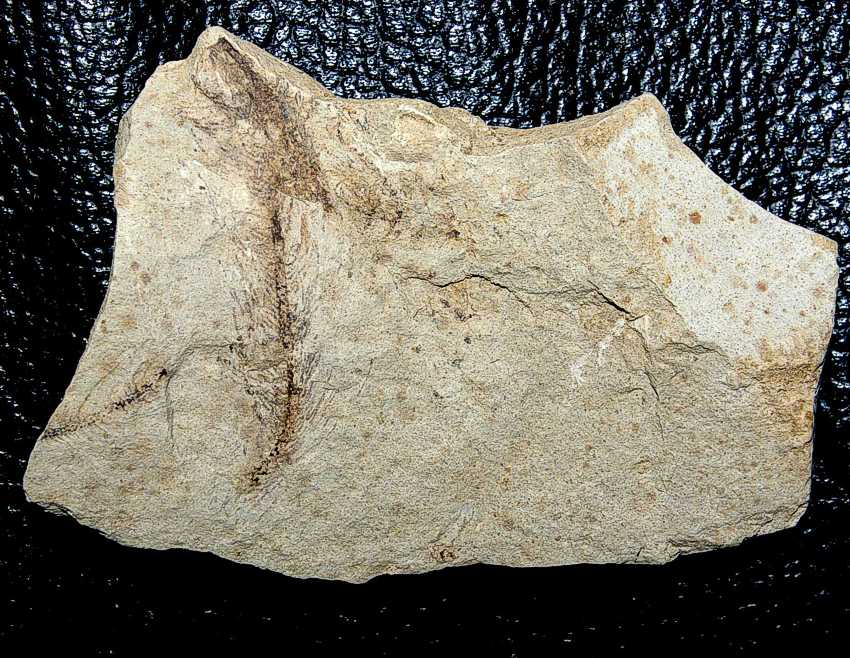 Pseudopiaea gigantea