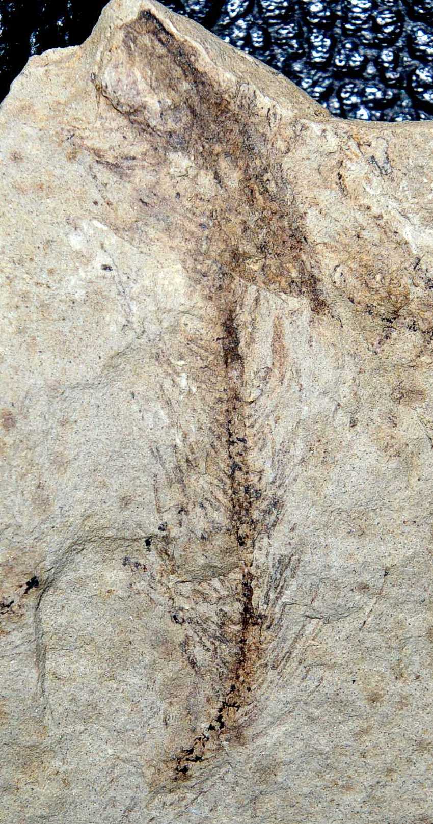 permian plant.jpg