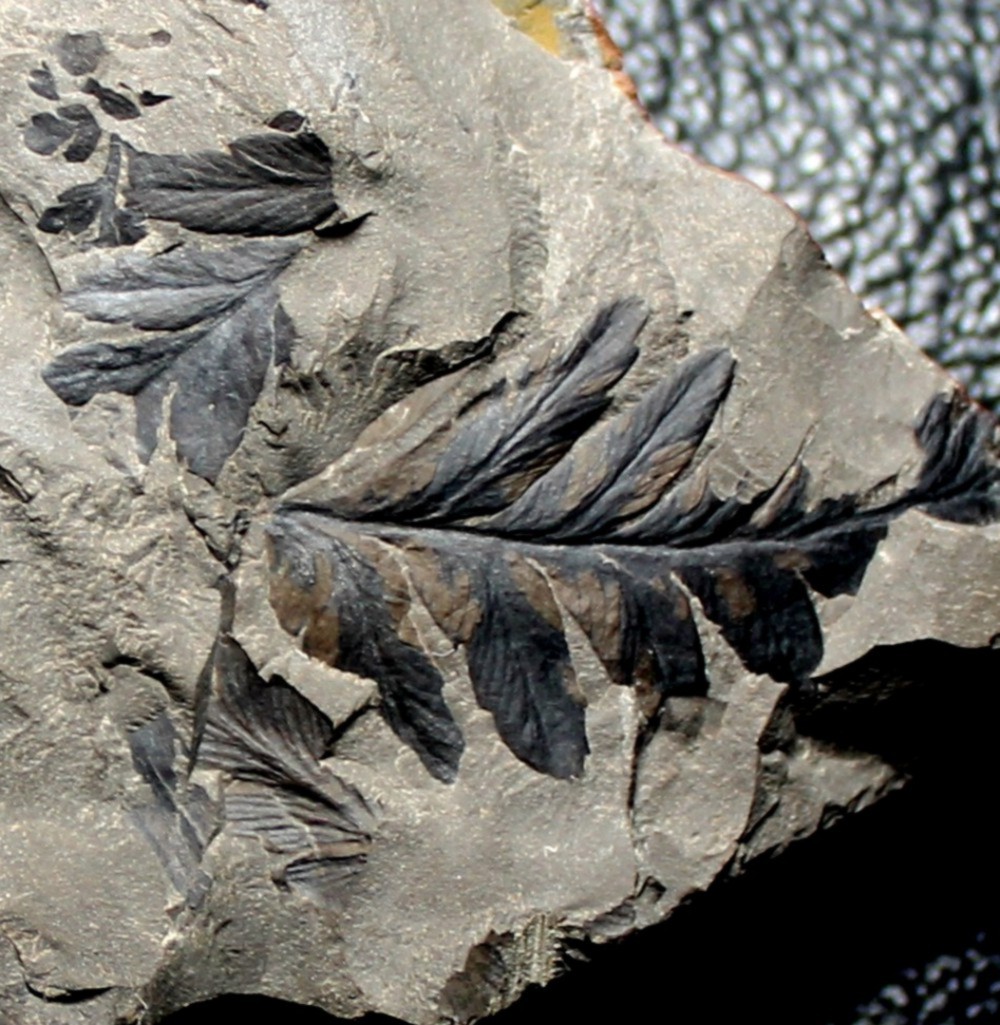  Mariopteris muricata