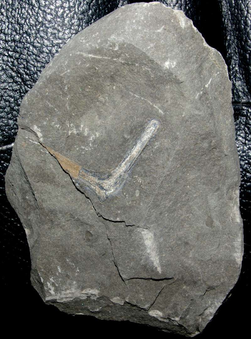 Devonian fossil plant