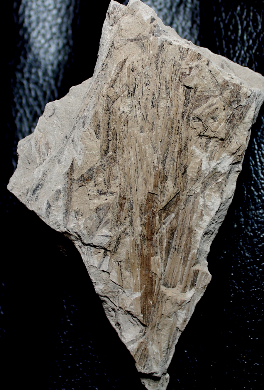 Czekanowskia rigida Jurassic fossil plant