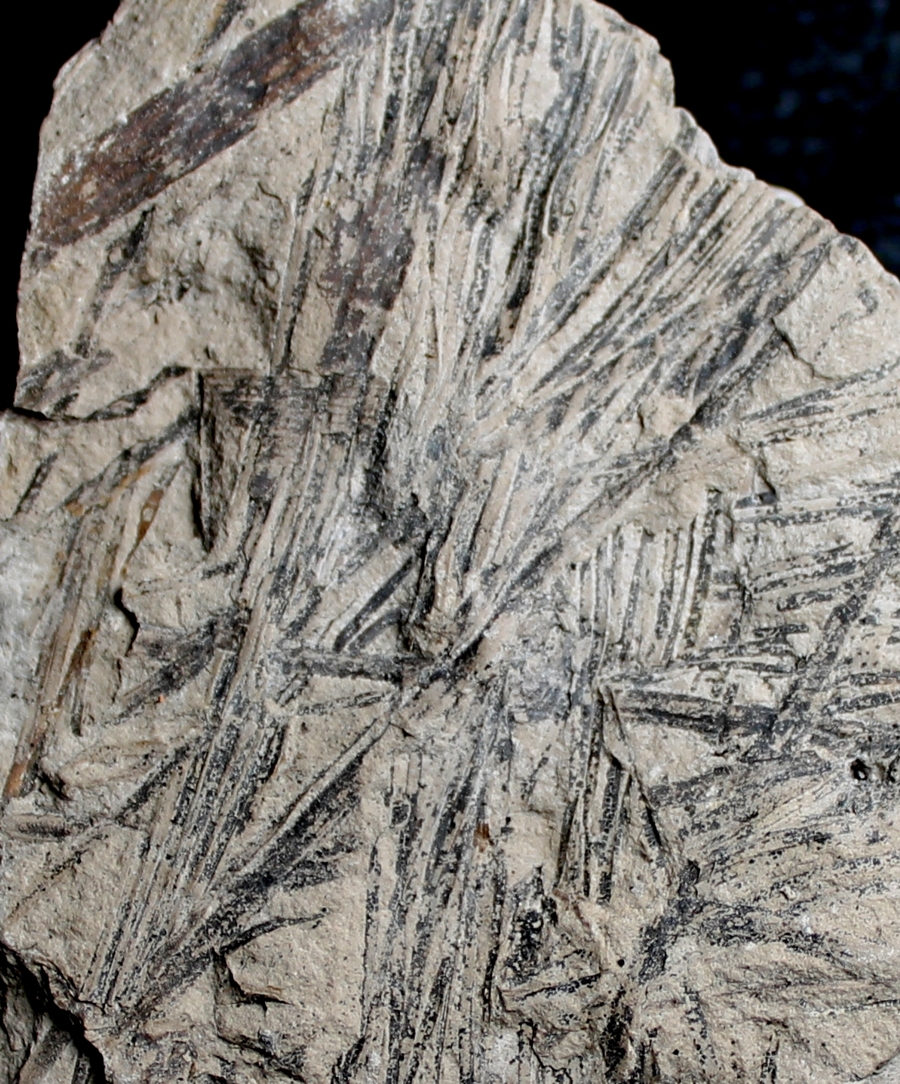 Czekanowskia rigida Jurassic fossil plant