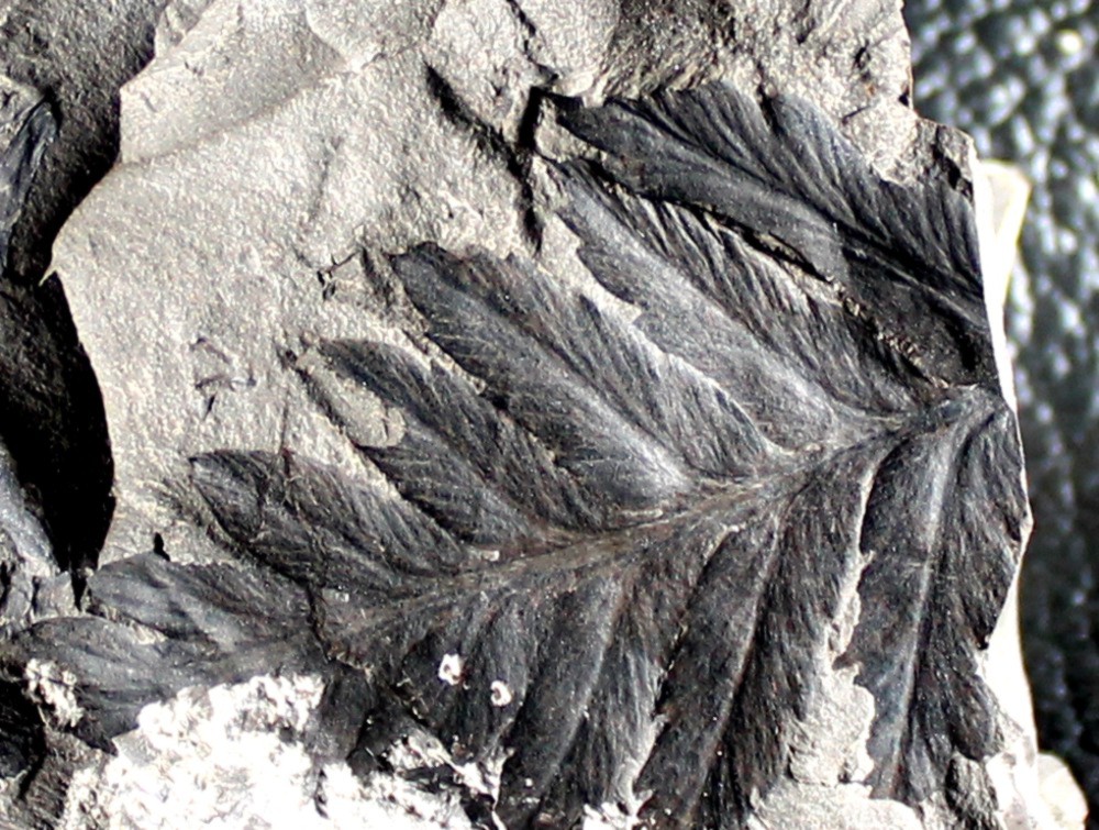  Carboniferous fossil plant