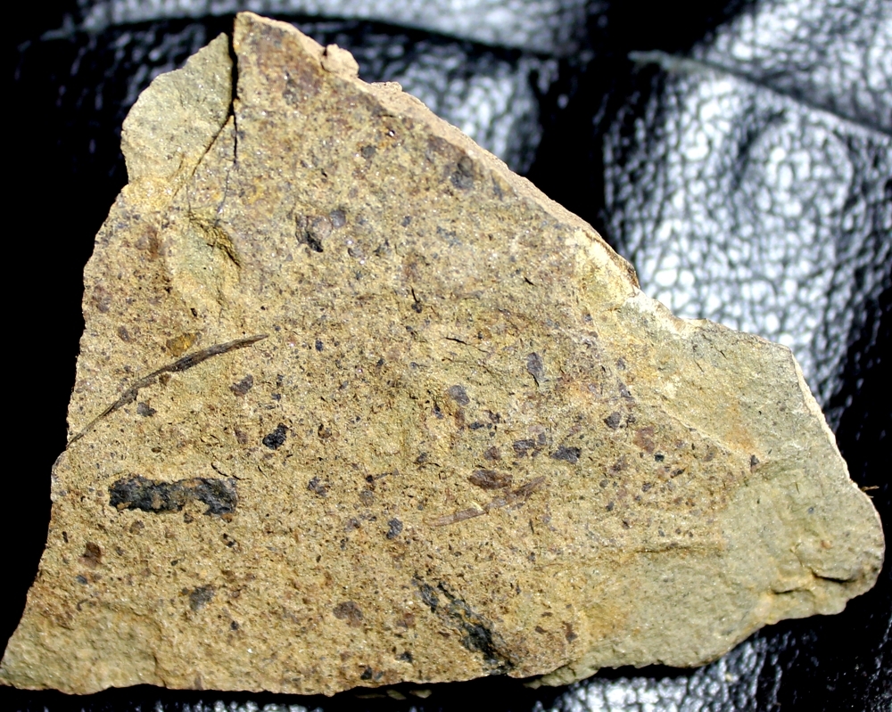 Cooksonia