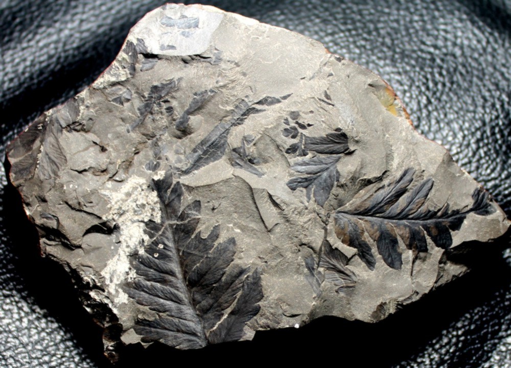  Mariopteris muricata
