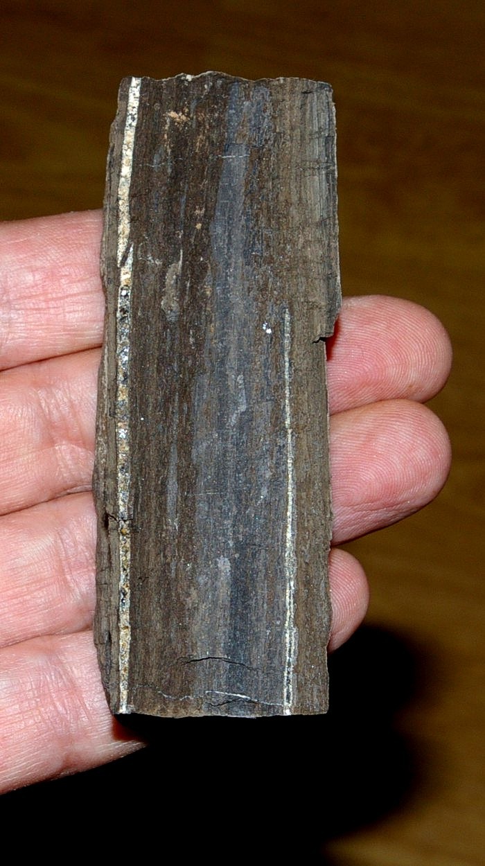photos/plants/p2petrifiedwood.jpg