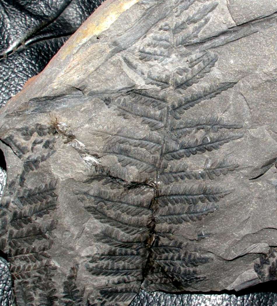  Pecopteris