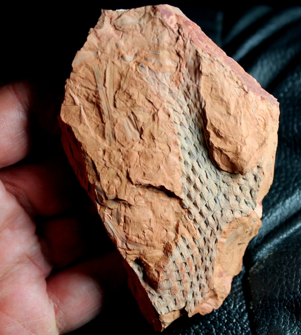 Bergeria dilatata