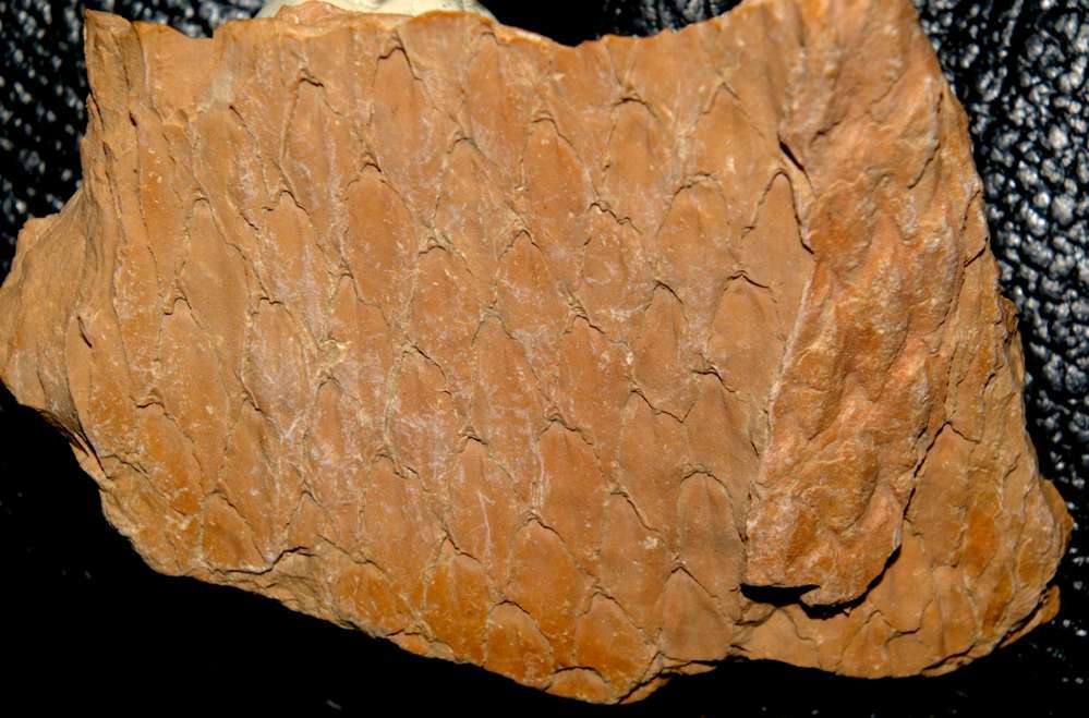 Lepidodendron lycopodioides