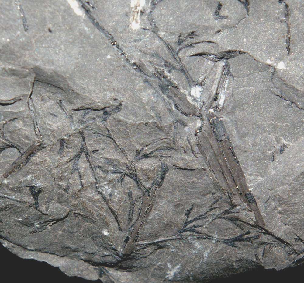Heterangium
