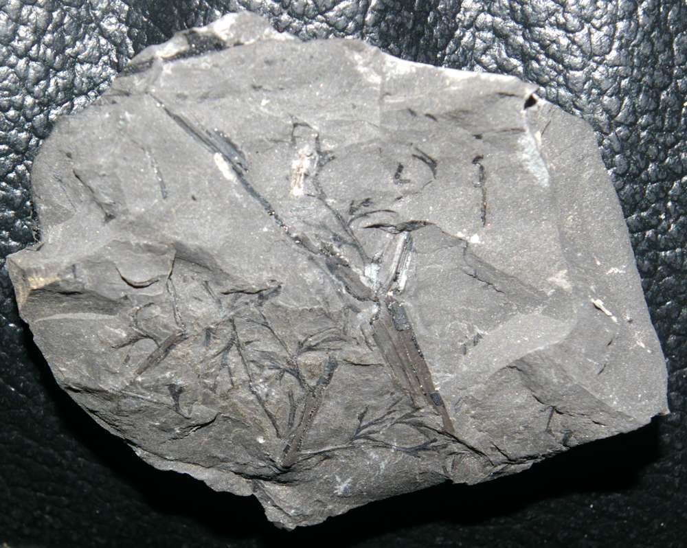 Heterangium