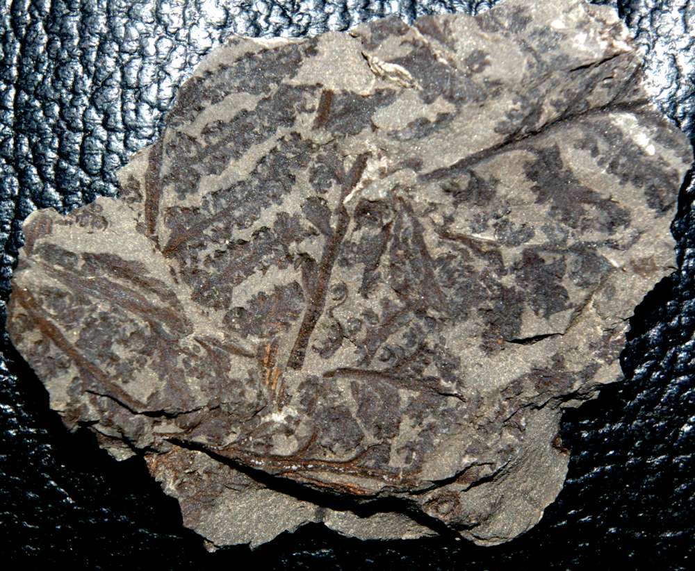 fossil fern with sporangia