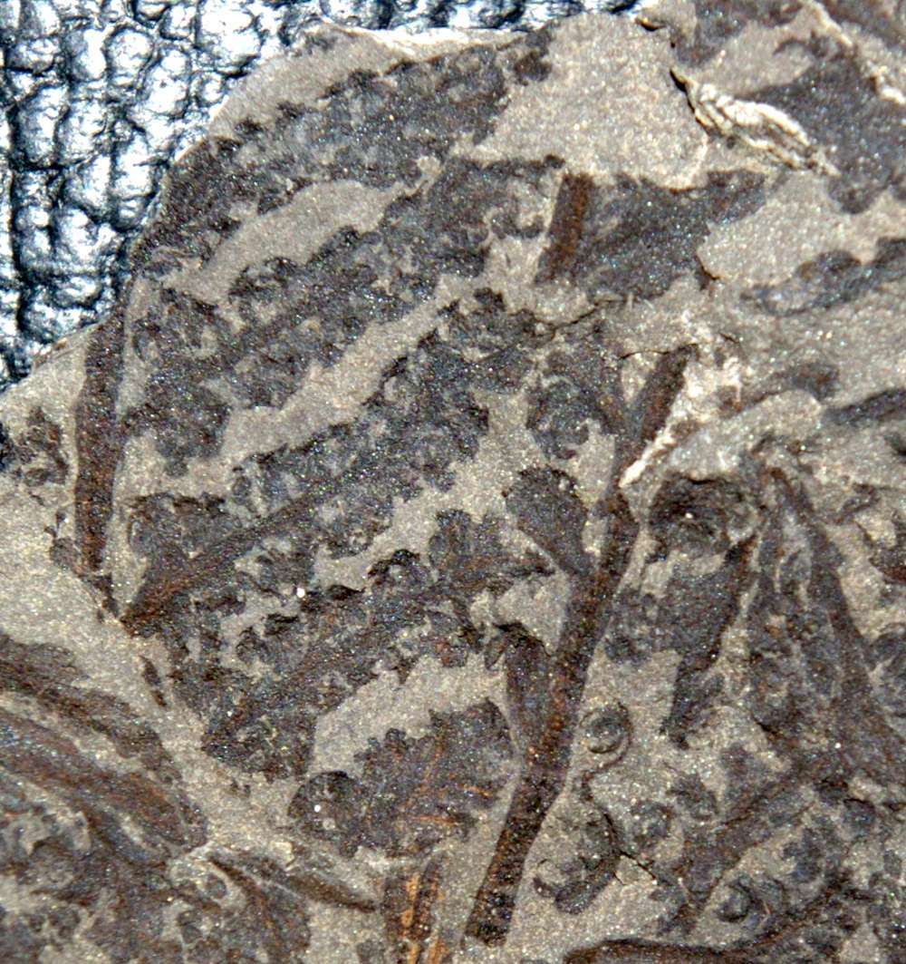 fossil fern with sporangia