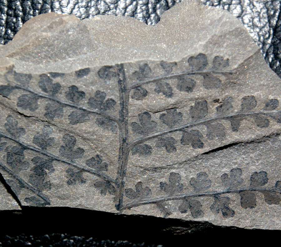 Carboniferous fossil fern
