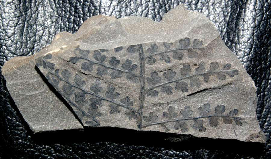 Eusphenopteris sauveuri
