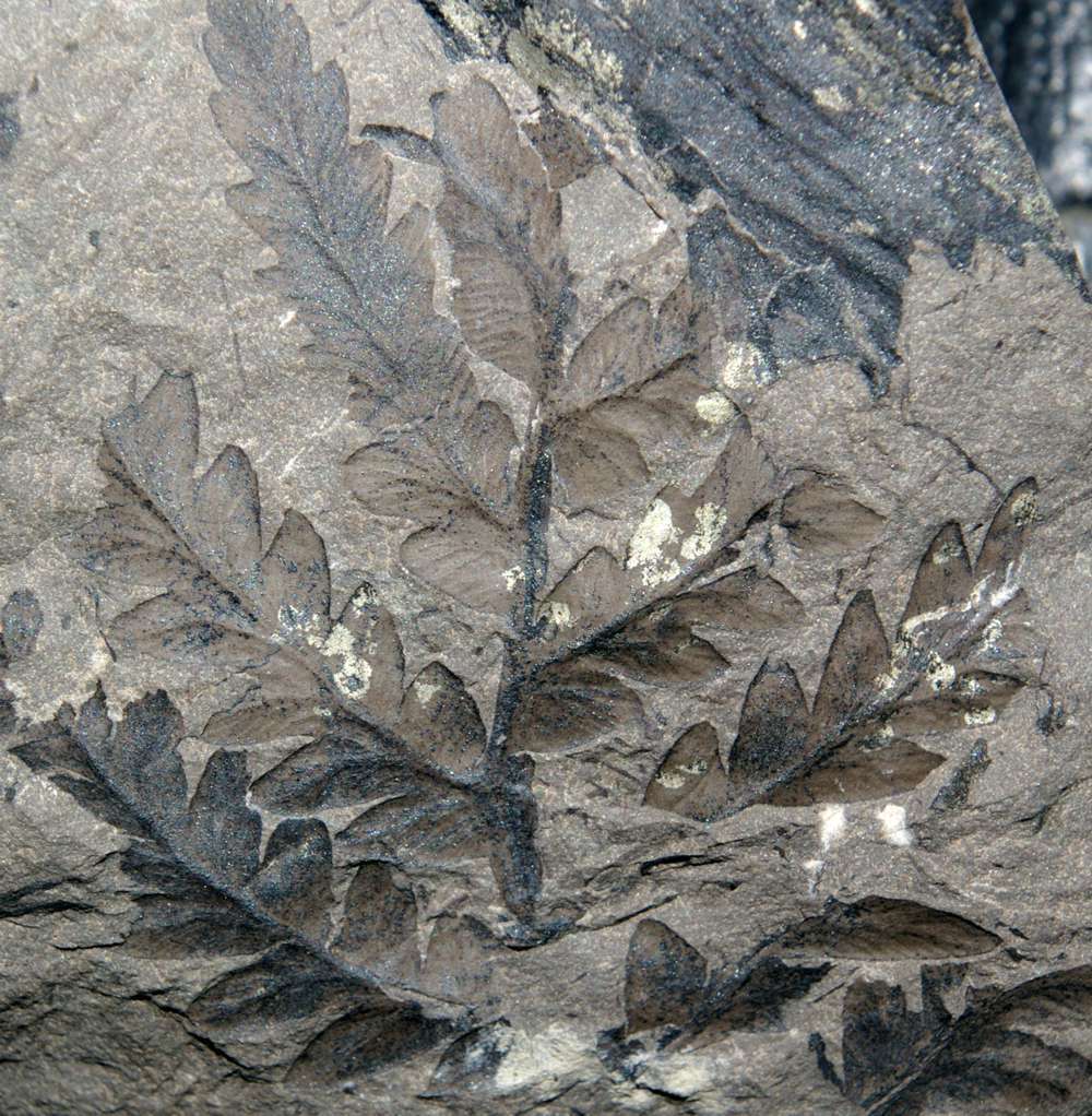 Carboniferous fossil fern